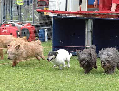 Terriers racing