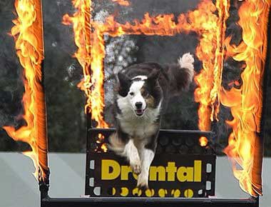 Dog jumping through flames