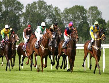 Image of Racehorses