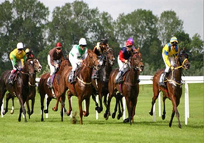 Image of Racehorses