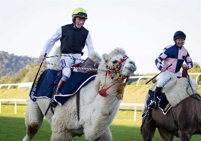 Camel Racing at a racecourse