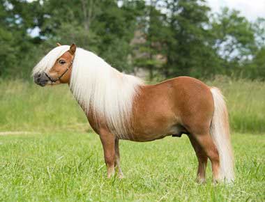 Shetland Pony in field