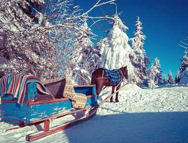 Pony and Sleigh Hire
