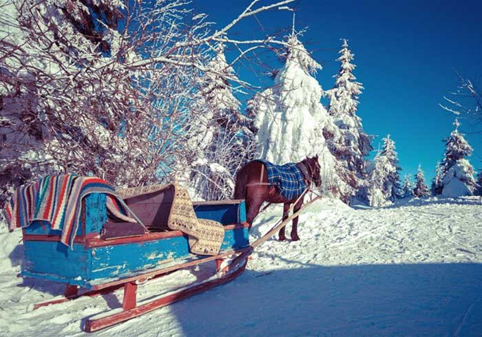 Pony and Sleigh Hire